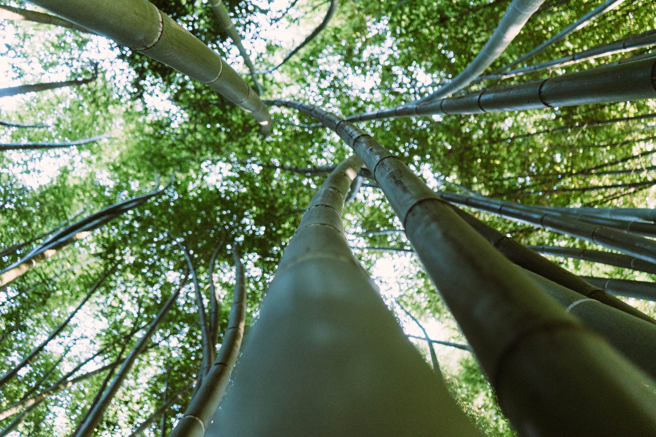 bamboo forest