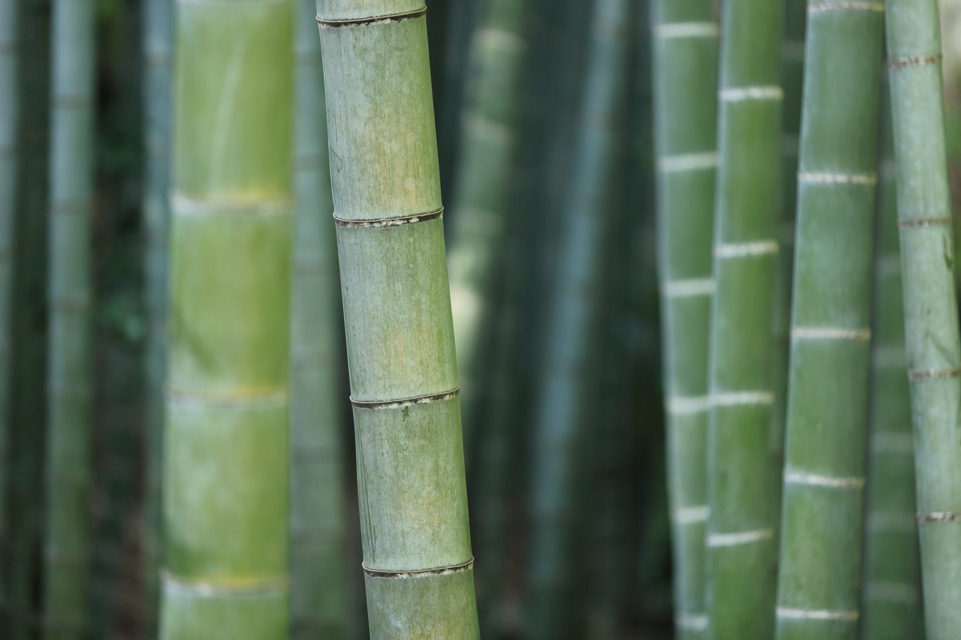 Product: The Rise of Bamboo Products: How This Renewable Material Is Taking Over the Market | Ibambo