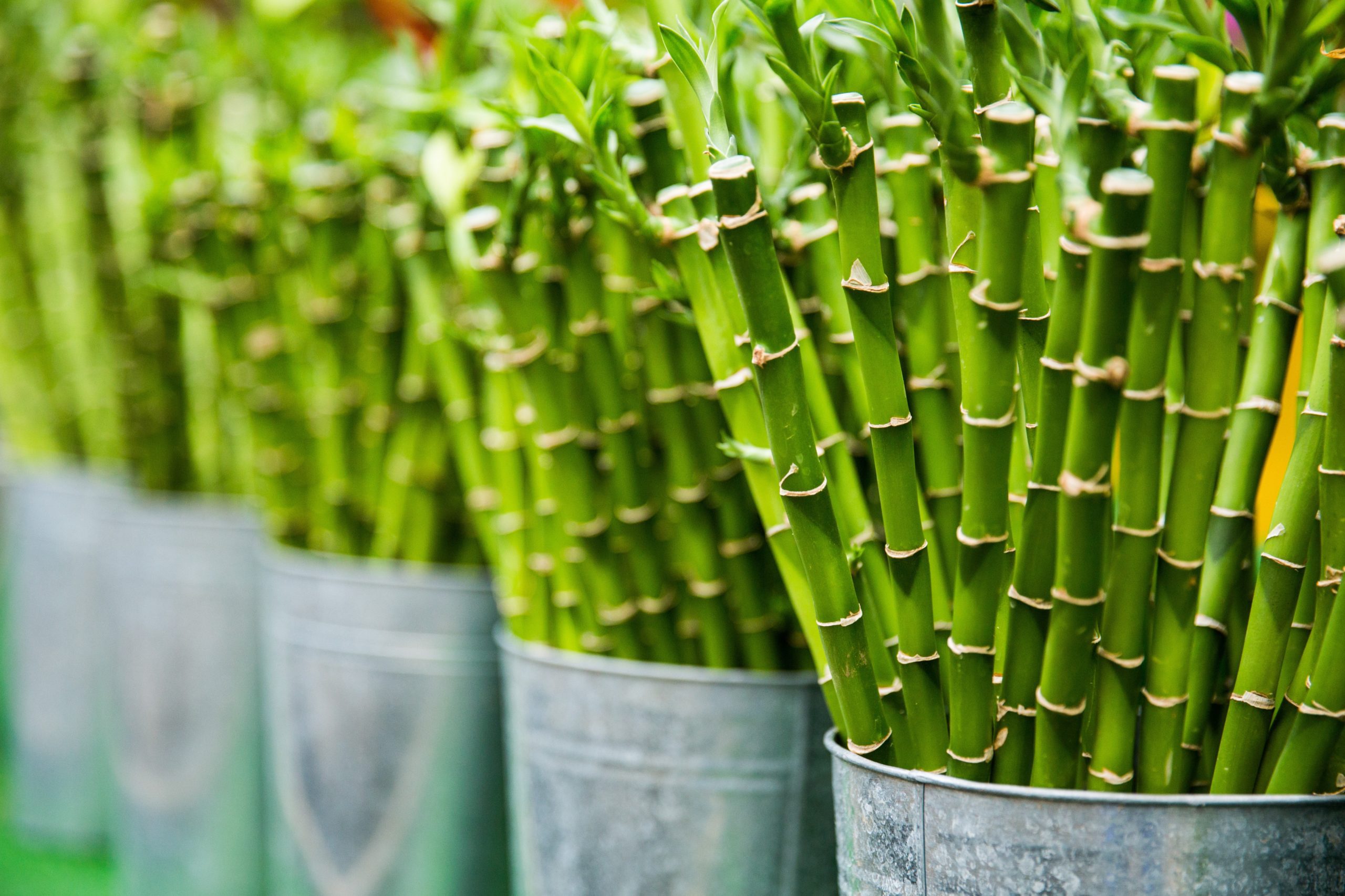 greenwashing bamboo