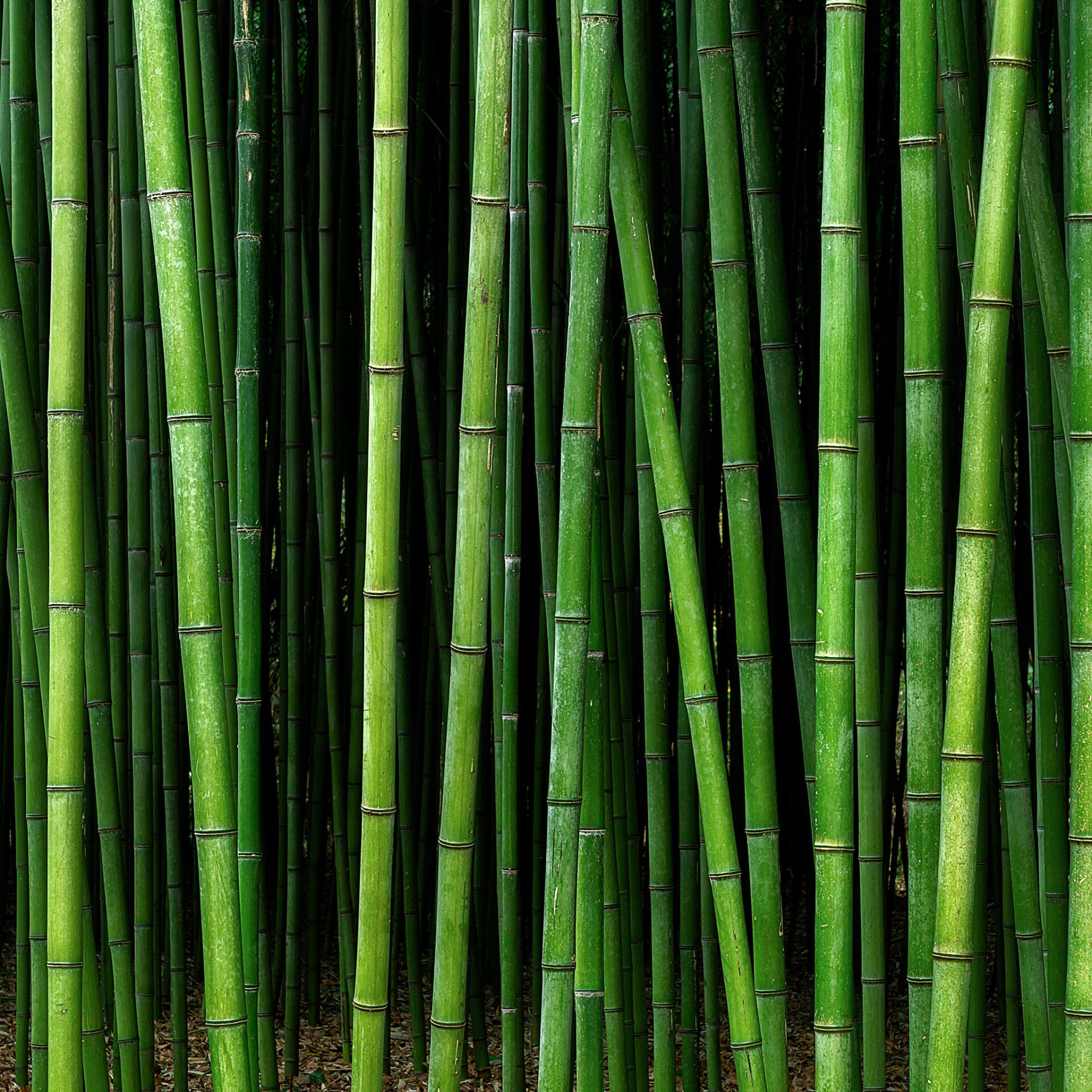 bamboo-vs-bagasse-eco-friendly-disposable-dinnerware