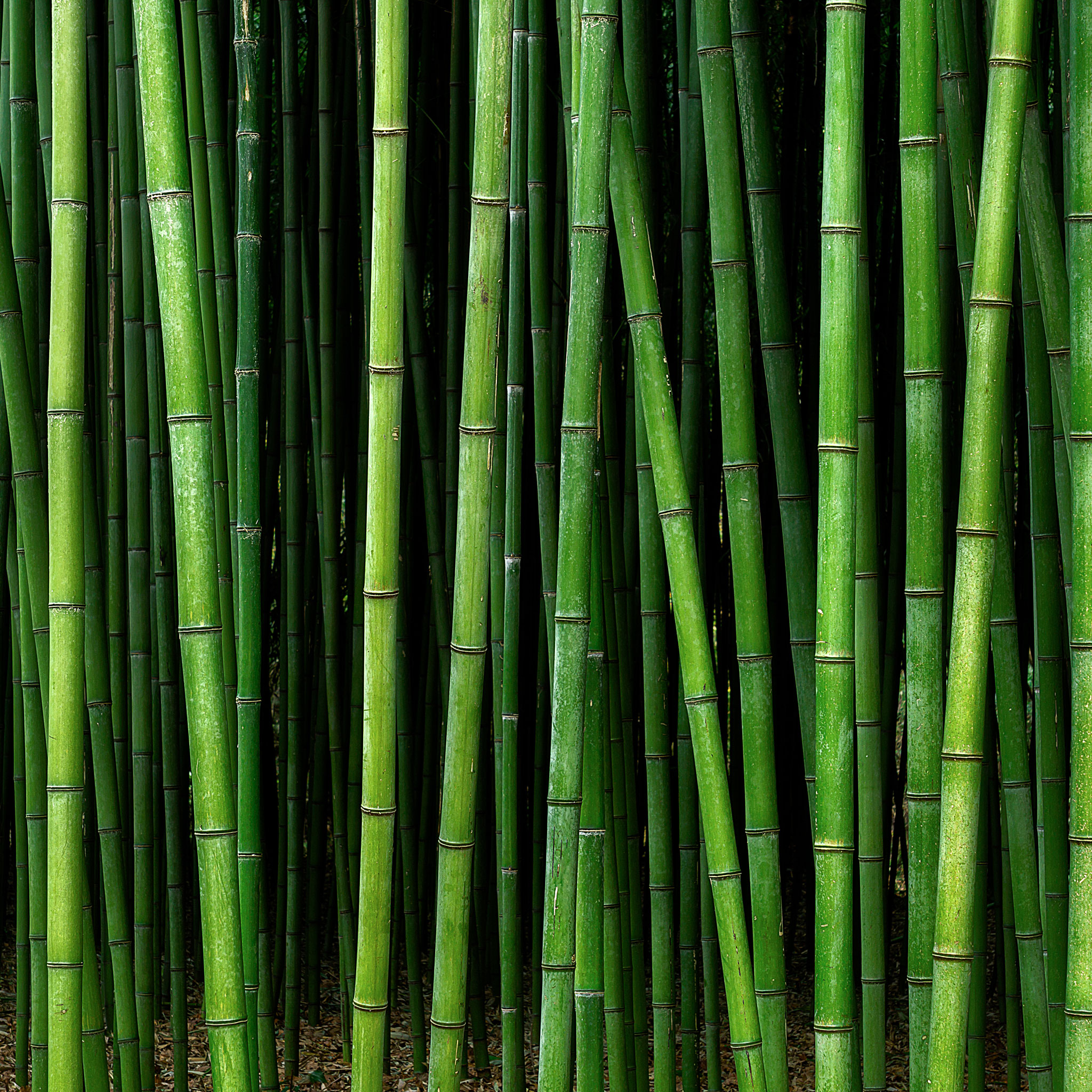 a bamboo forest