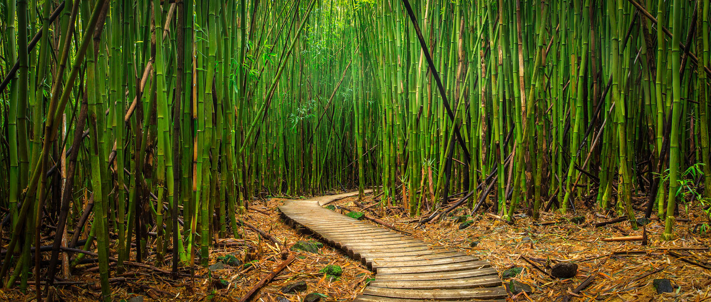 walkway in a bamboo forest